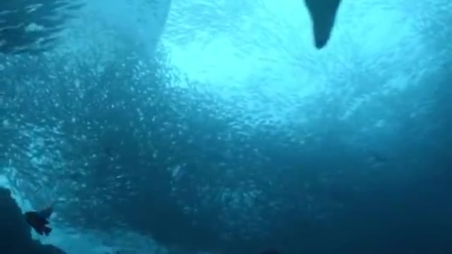 MONSTER SHARK | The Best Amazing Videos | WOW OMG | CRAZY VIDEOS NEWS | VIRAL VIDEOS