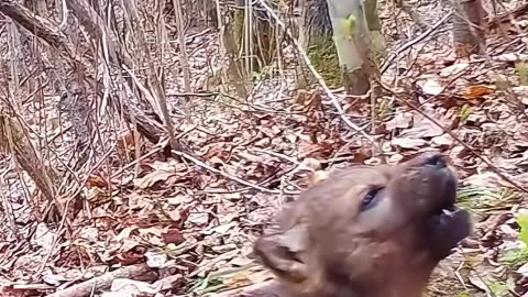 A man found a wolf cub alone and then saved it