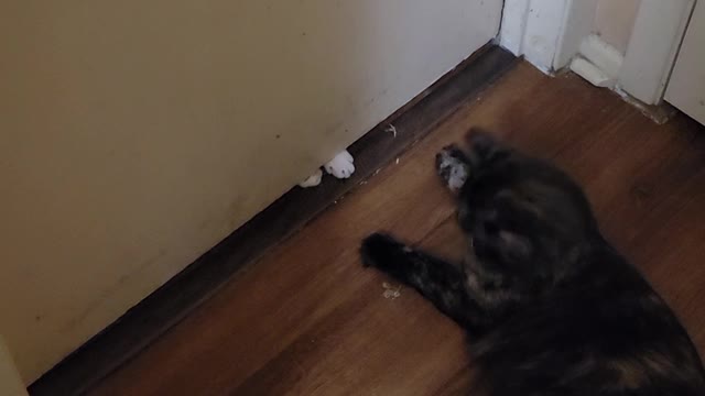 Boots and Lokie playing footsie