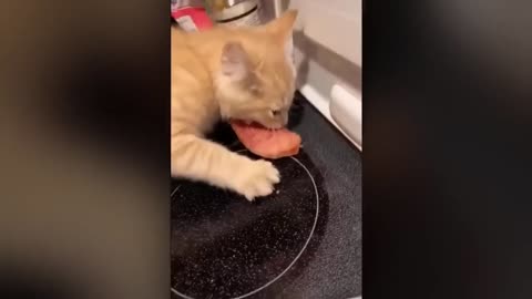 funny videos