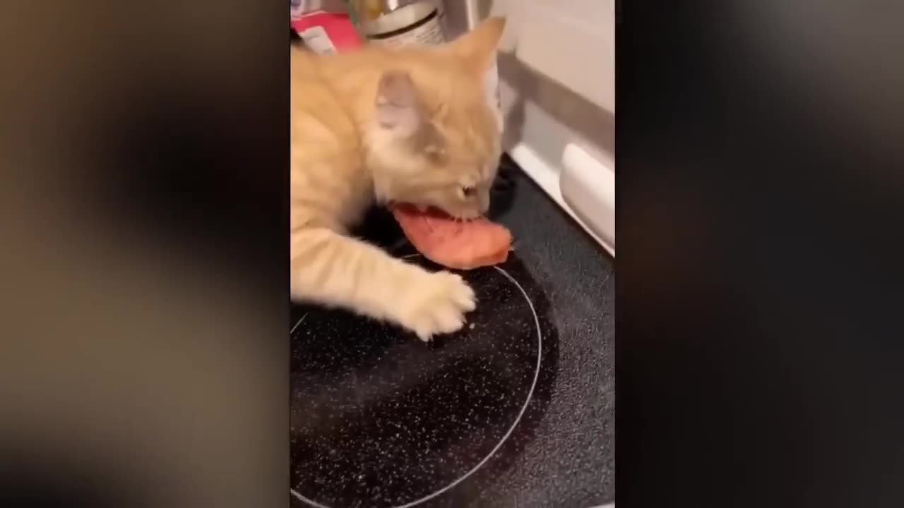 funny videos