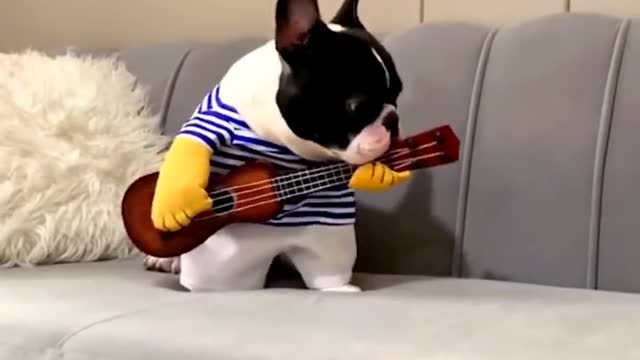 Baby Dogs -Funniest and Cutest Labrador Puppies | Best Funny Animals Videos 2022