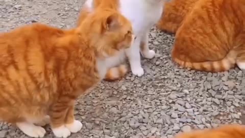 Funny animals 🐃🐈