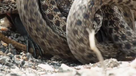 Iguana vs snakes