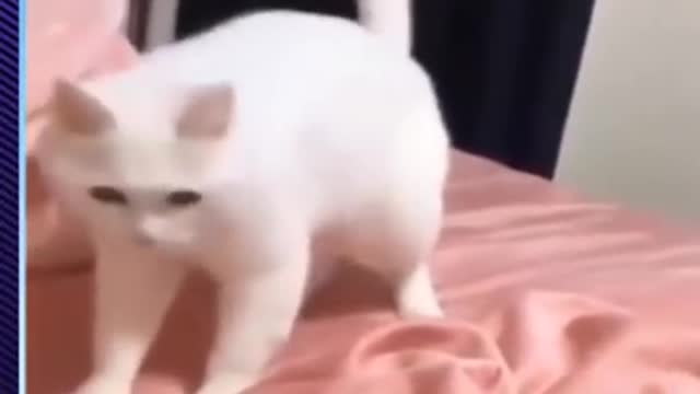 Cats see theirself in the mirror! FUNNY MUST WATCH