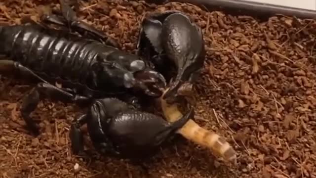 Awesome moment this funny video?