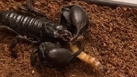 Awesome moment this funny video?