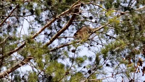 Young raccoon trying to hang on in wind