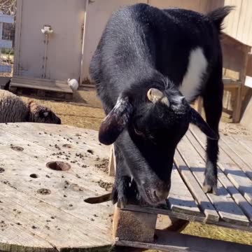 Ketones, Goats and Horses