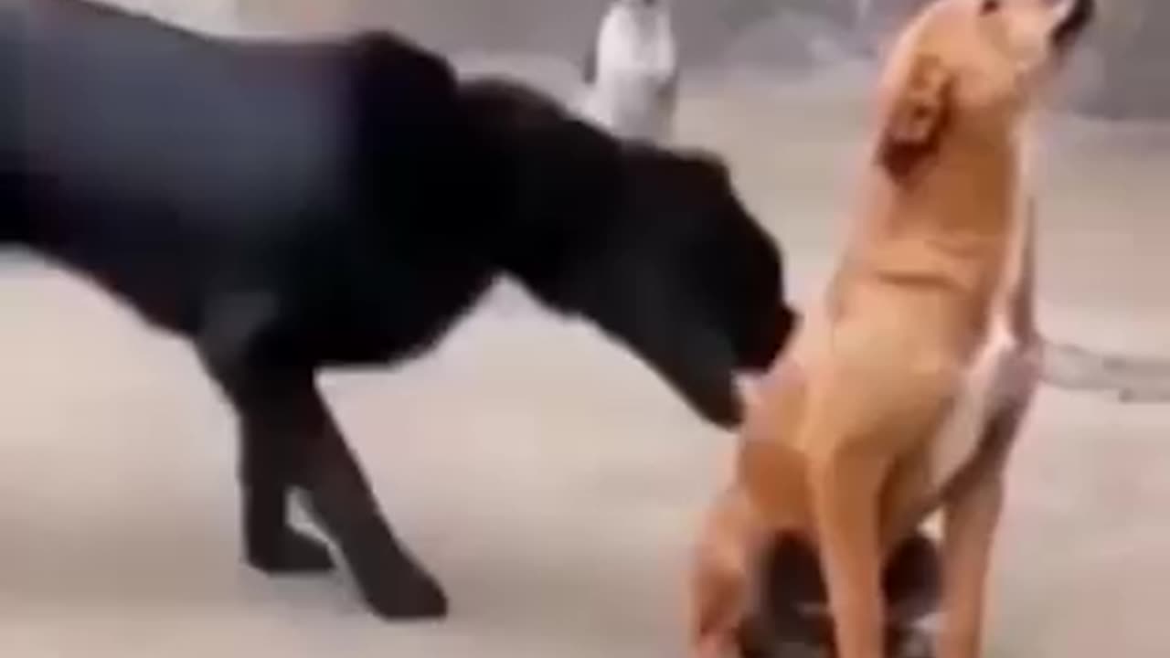 Funny animal Dogs vs Cats