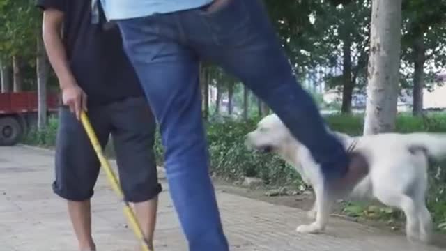 DOG SAVE BLIND MAN LIFE #SHOTS #DOGSAVE #YOUTUBESHOTS