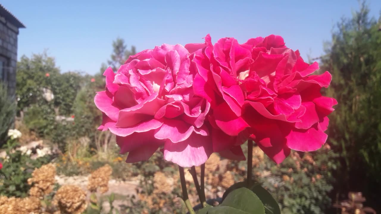 A couple of mature roses