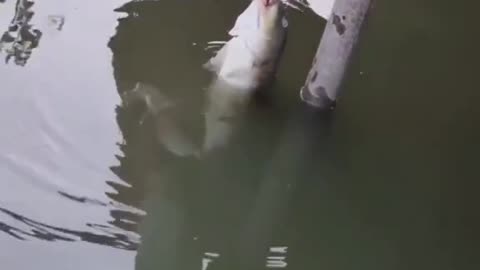 Fish drinking cool drinks