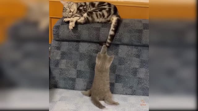 Baby Cats - Cute and Funny Cat Videos Compilation 2