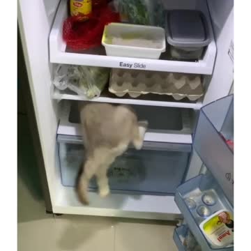 My Fridge My Home Dog Training