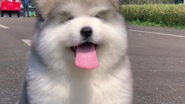 Cute puppy