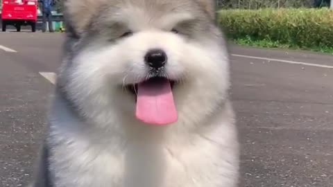 Cute puppy