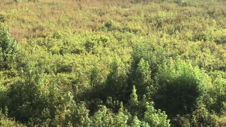 Wild horses in Florida