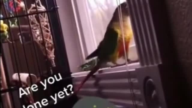 Parrot hitting glass with its beak