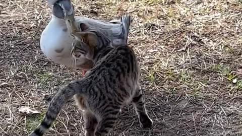 Cute Cat in love with Amazing Duck