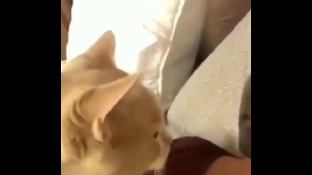 Funny Cats Life Compilation