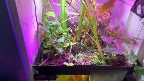 Low-Maintenance Aquaponics with Goldfish and Guppies