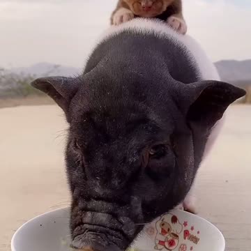 Lazy dog on the be love pig