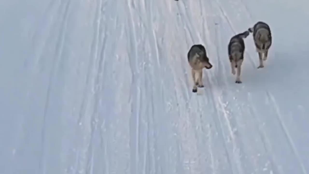 Wolves greeting a returning member of their pack.