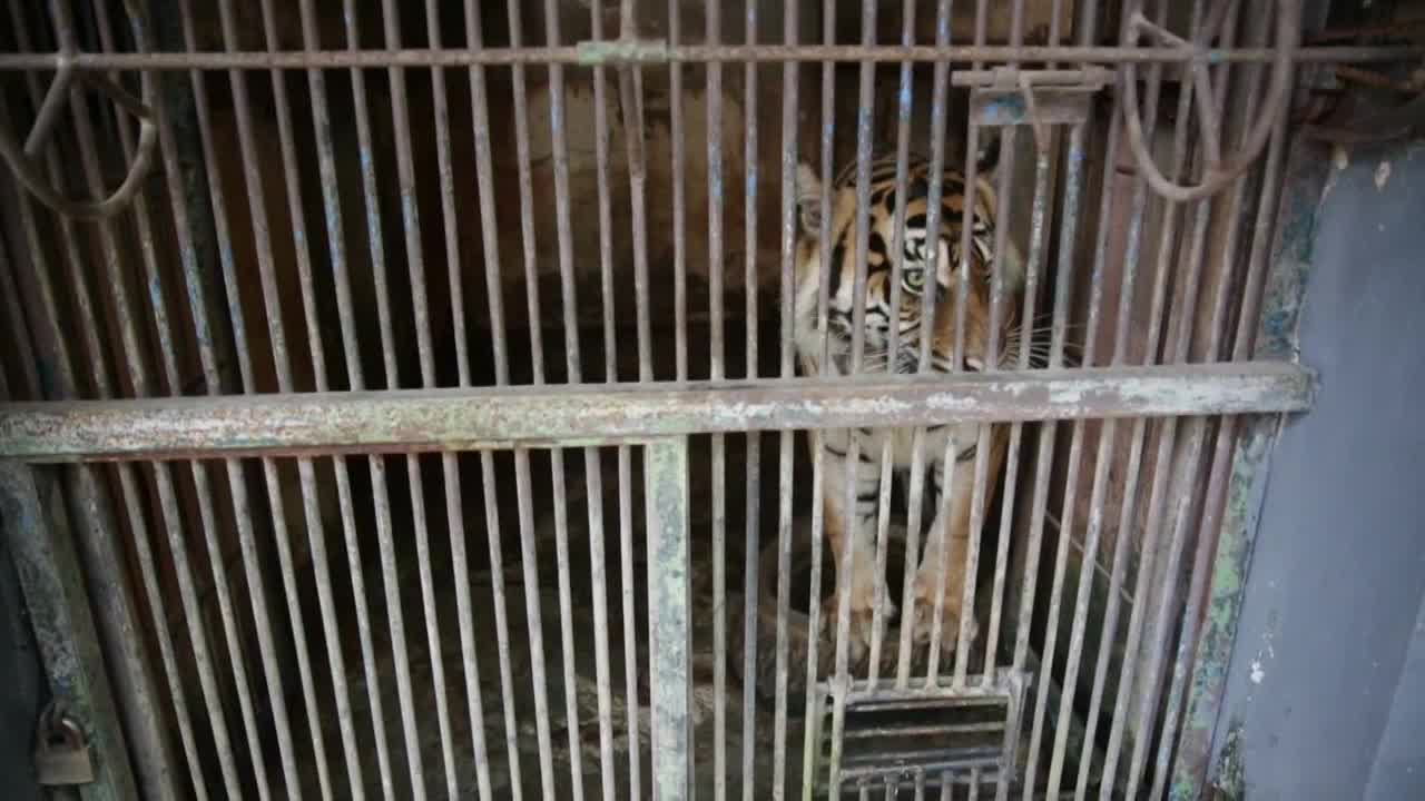 Indonesia investiga cómo pudieron contagiarse de covid dos tigres de Sumatra