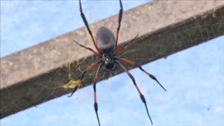 Listen to music made by spiderwebs