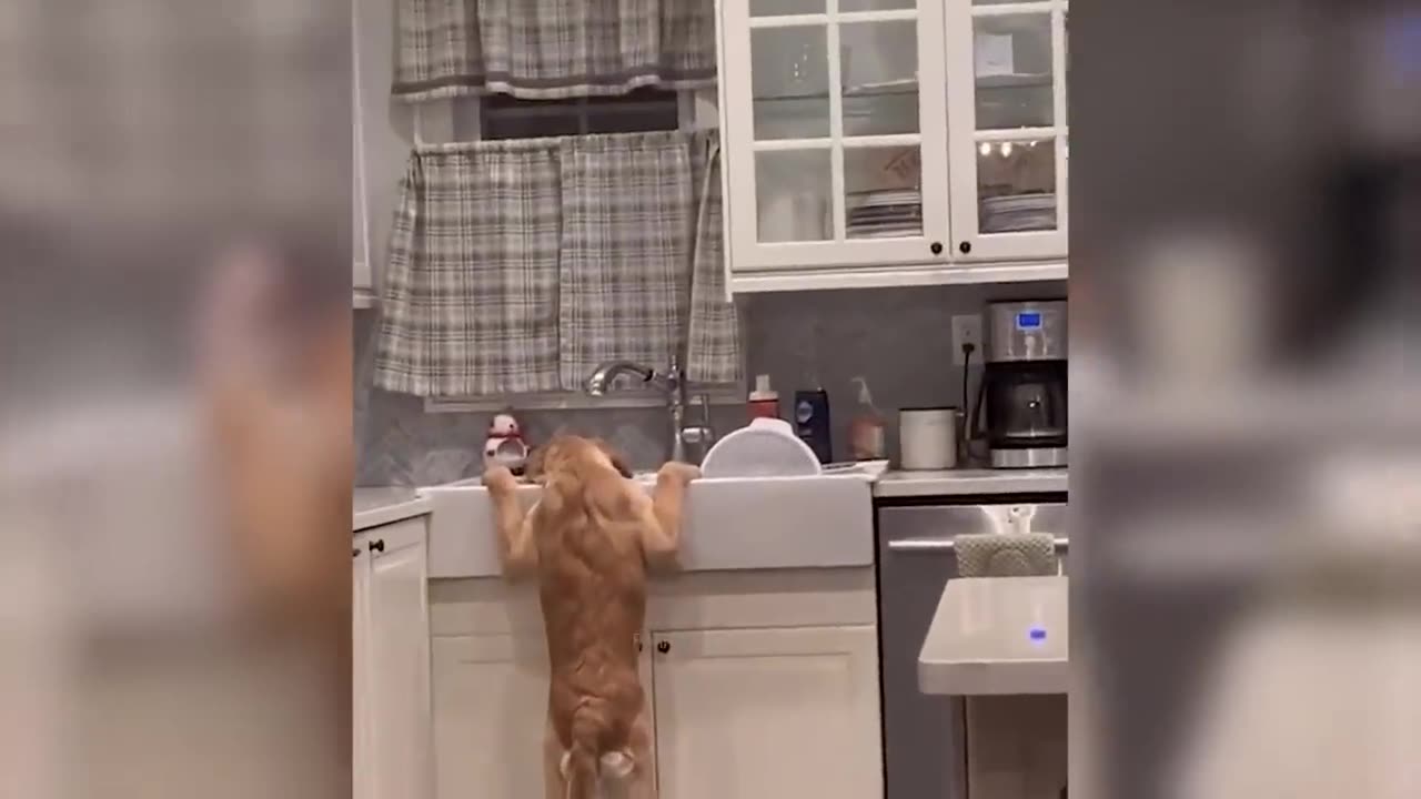 Funny Cats And Dogs Videos 🐱🐶 Funniest Animals -