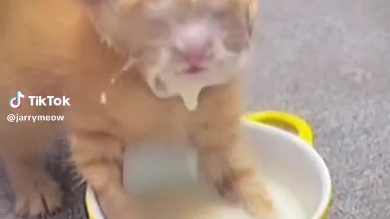 Funny Cat videos