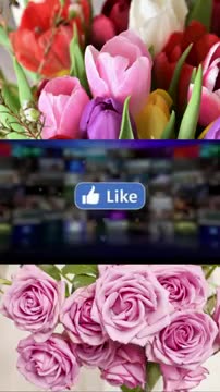 Top Funny and Cute Dog Videos