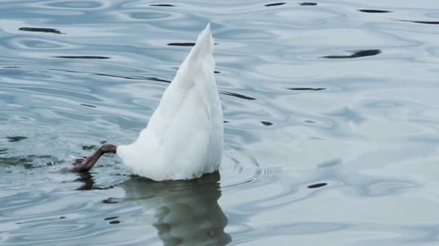 swan on the river