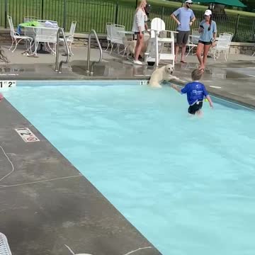 Happy dog in swimming pool