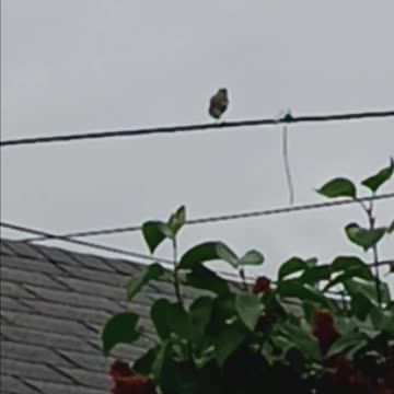 Mockingbird backyard.