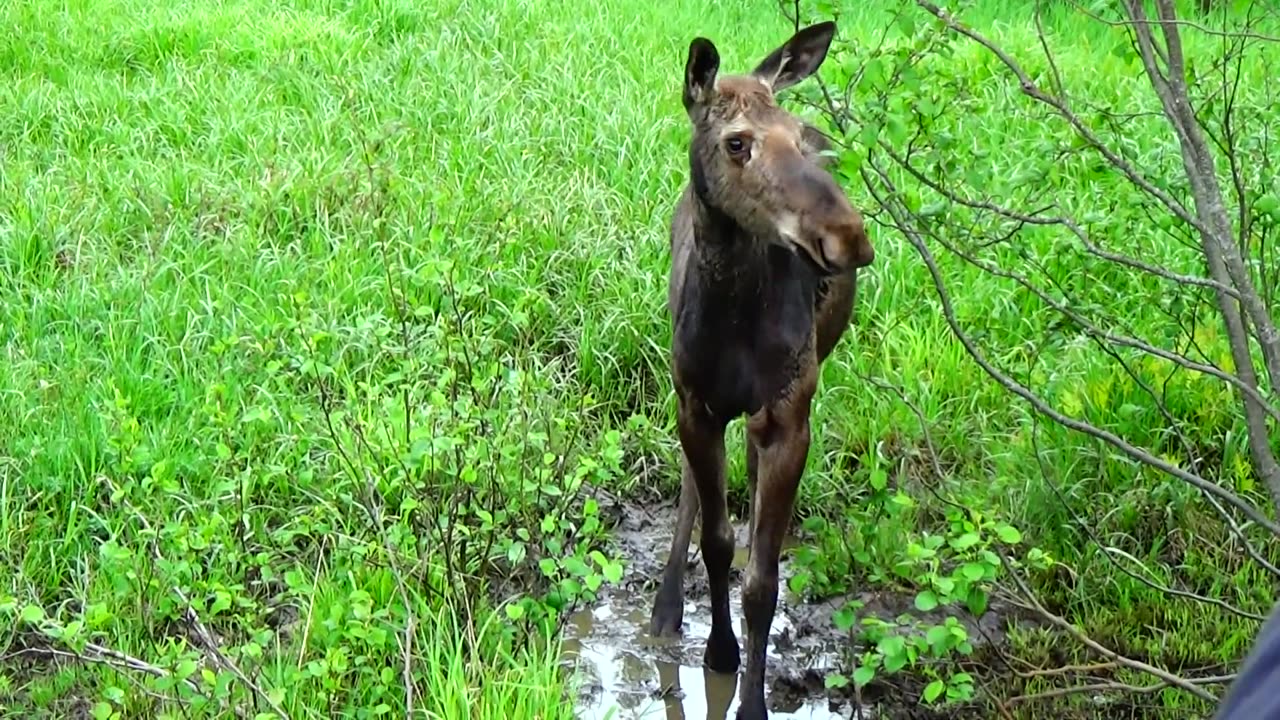 Mudhole Moose