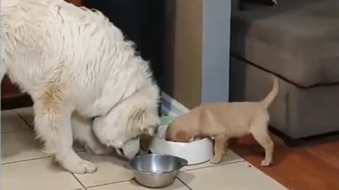Cute puppy is not sharing his food