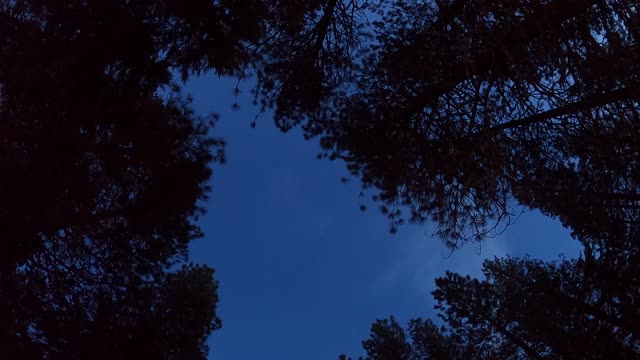 Campfire dancing in the trees