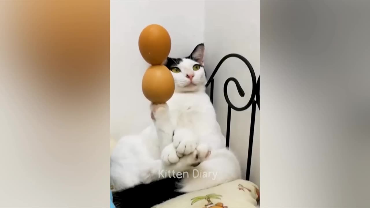 Cute cats & dog funny acting..🥺🥺🥺