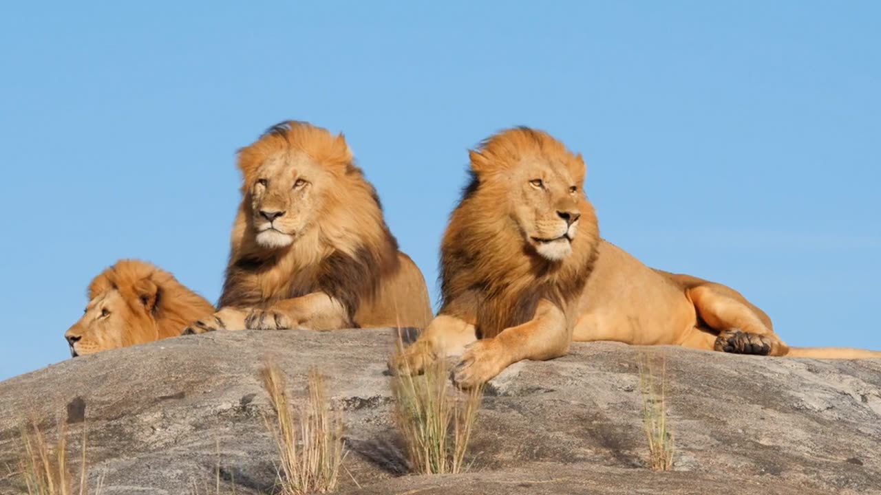 Lion Resting