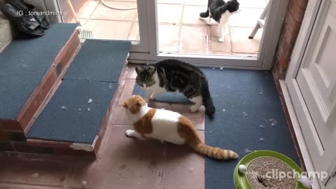 funny cat fight