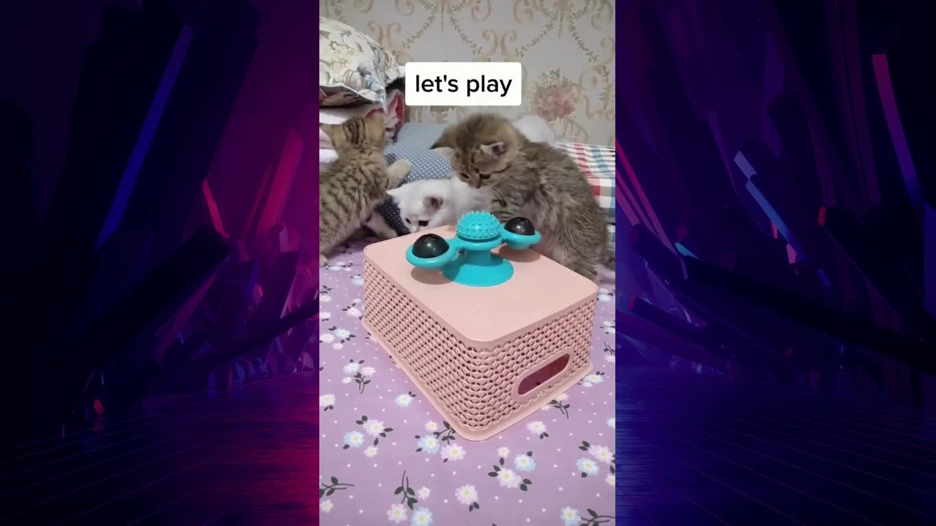 Cute Little Cat Playing Together
