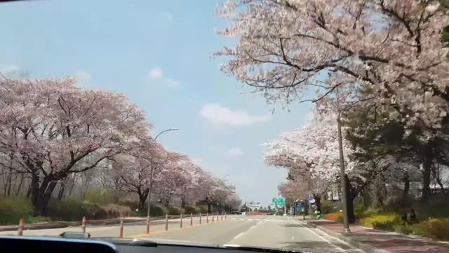 Cherry blossom trees in korea