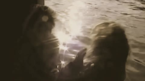 Vörös István & Prognózis ¬ Szállj el szabadon