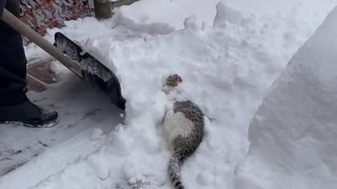 Cat playing with snow