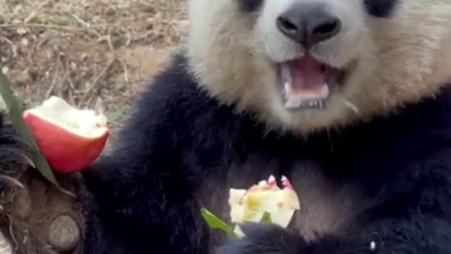 Bear eats apple funny video clip 2021