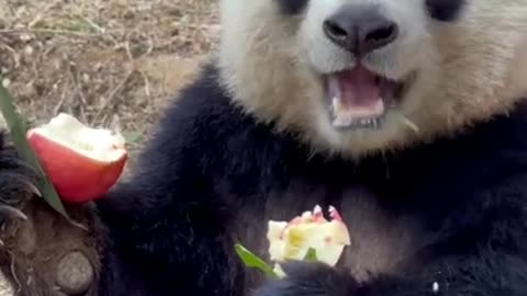 Bear eats apple funny video clip 2021