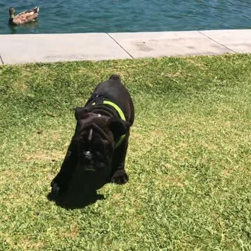 Duck & dog best friends adorably play together