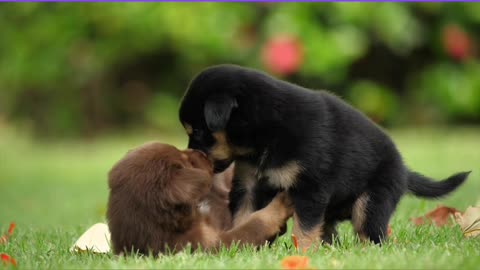 TWOPUPPIES PLAYING